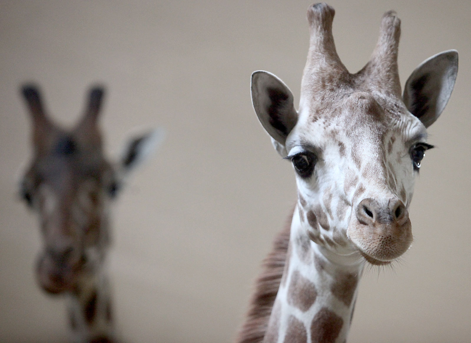 New Giraffes 2